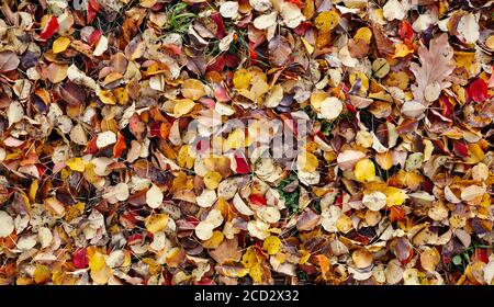 Schöne Herbstblätter auf Gras. Die hellen Farben des Herbstes. Verschwommenes Bild, selektiver Fokus Stockfoto