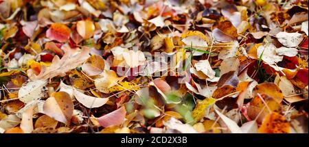 Schöne Herbstblätter auf Gras. Die hellen Farben des Herbstes. Verschwommenes Bild, selektiver Fokus Stockfoto