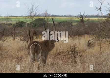 Männlicher Wasserbock (Kobus ellipsiprymnus) grast auf einem Feld im Kruger National Park, Südafrika Stockfoto