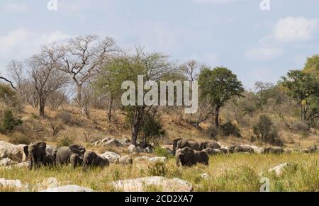 Herde afrikanischer Elefanten (Loxodonta africana) beim Wandern in einem trockenen Flussbett im Kruger Nationalpark, Südafrika Stockfoto