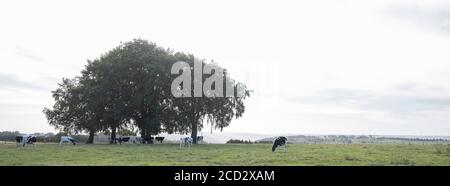 Morgenlandschaft mit Bäumen und jungen Kühen in der eifel Stockfoto