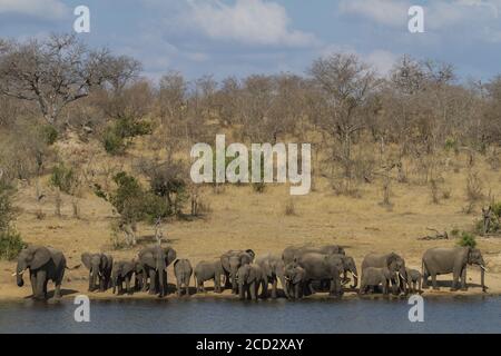 Große Familie von afrikanischen Elefanten (Loxodonta africana) mit Babys trinken an einem Wasserloch im Kruger Nationalpark, Südafrika Stockfoto