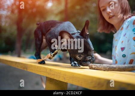 Mädchen spielen mit niedlichen kleinen franzosen Bulldogge Welpen im Park Am Sommertag Stockfoto