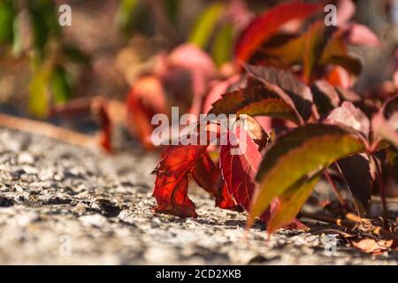 Rote Herbstblätter von wilden Trauben. Herbsthintergrund von Blättern. Lässt sich selektiv fokussieren. Schöner unscharfer Hintergrund. Helles Sonnenlicht. Stockfoto
