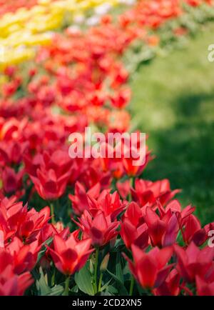 View of red and yellow tulips Stockfoto