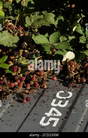 BlackBerry-Pflanze Frucht unter Fliege kippte Abfälle, London, england Stockfoto