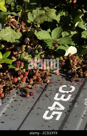 BlackBerry-Pflanze Frucht unter Fliege kippte Abfälle, London, england Stockfoto