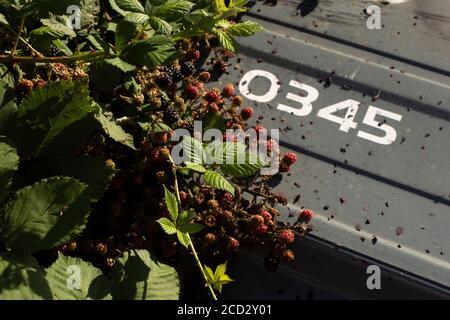 BlackBerry-Pflanze Frucht unter Fliege kippte Abfälle, London, england Stockfoto