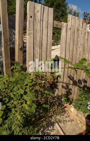 BlackBerry-Pflanze Frucht unter Fliege kippte Abfälle, London, england Stockfoto