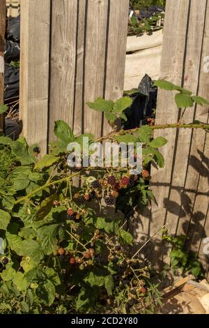 BlackBerry-Pflanze Frucht unter Fliege kippte Abfälle, London, england Stockfoto