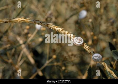 Selektiver Fokus auf kleine Spiralschalen von Steppenschnecken auf getrockneten Pflanzenstämmen. Schöner natürlicher Hintergrund. Makroaufnahme von Weichtieren in freier Wildbahn. Kopieren Stockfoto