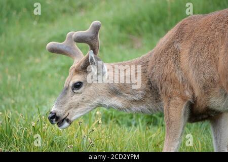 Wilder Schwarzschwanz-Hirsch im Olympic National Park, WA, USA Stockfoto