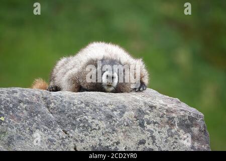 Marienkäfer (Marmota caligata) Ruhe auf einem Felsen im Mount Rainier National Park Stockfoto