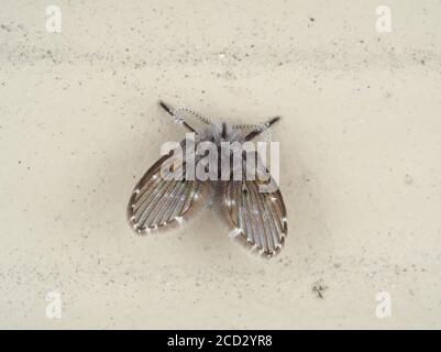 Clogmia albipunctata, Abflussfliege Stockfoto