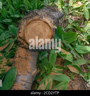 Stamm von Kirschbaum mit frischem Schnitt liegt in den Blättern von Lilien des Tales. Stockfoto