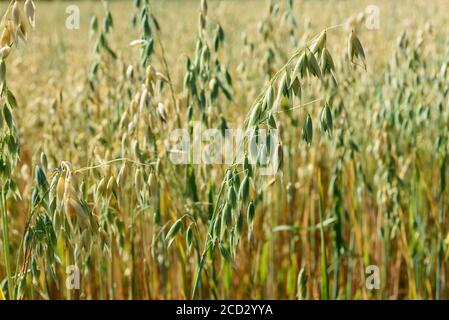 Weicher, unscharfer Hintergrund des Haferfeldes im Sommer Stockfoto