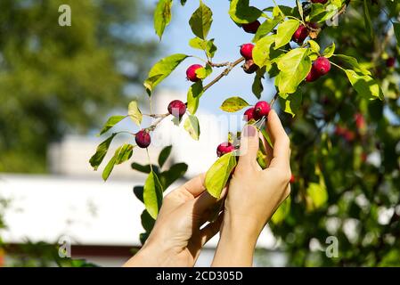 Malus pumila. Ernte von Paradiesäpfeln. Viele rote und reife Ranetki Zweige des Baumes. Sammeln von Pyrus malus pumila aus dem Baum. Stockfoto