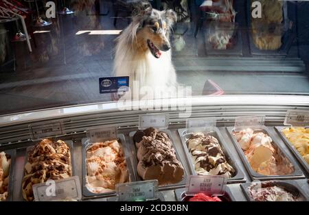 Tuppance The Collie schaut sich die hundefreundlichen Erfrischungen im JoJo's Gelato in Brighton an, einem kleinen American Express Shop-Unternehmen und einem von vielen kleinen Unternehmen im ganzen Land, das sich an diesem Wochenende an den Feiertagen auf einen „Taycation Boost“ vorbereitet. Stockfoto