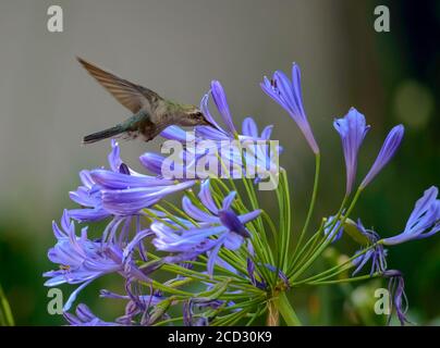 Selektive Fokusaufnahme eines Kolibris, der sich auf blauem Agapanthus ernährt Blume Stockfoto