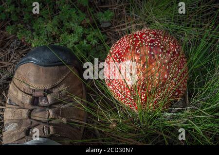 Der hohe Winkel Schuss der männlichen Stiefel in der Nähe des roten Pilzes Stockfoto