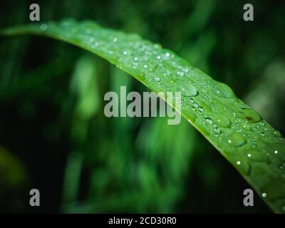 Frische Wassertröpfchen auf einem Grashalm mit verschwommenem Hintergrund. Selektiver Fokus. Stockfoto