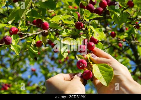 Malus pumila. Ernte von Paradiesäpfeln. Viele rote und reife Ranetki Zweige des Baumes. Sammeln von Pyrus malus pumila aus dem Baum. Stockfoto