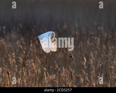 Scheune Owl Tyto alba leucistic Erwachsenen, Jagd North Norfolk, Februar Stockfoto