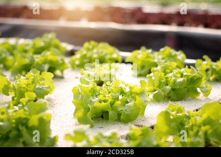 Hydrokultur für Gemüse. Hydroponics Methode der wachsenden Pflanzen mit mineralischen Nährstofflösungen, in Wasser, ohne Boden. Nahaufnahme Hydroponikanlage. Stockfoto