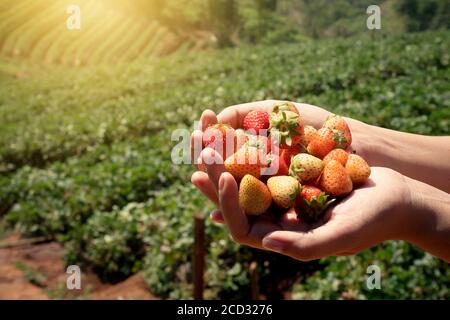 Erdbeere frische Früchte in den Händen einer Frau mit Erdbeerfeld Hintergrund Stockfoto