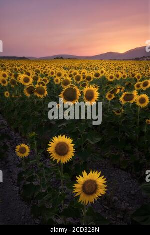 Sonnenblumenfeld bei Sonnenuntergang in Les Alcusses de Moixent (Valencia - Spanien) Stockfoto