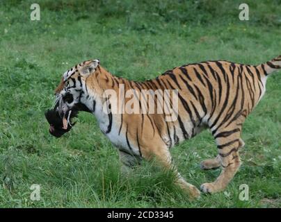 Sibirische Tiger laufen im Wald im Hengdaohezi Siberian Tiger Park, der größten wilden sibirischen Tiger Zucht und Aufwilderbasis in der W Stockfoto