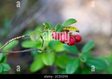 Makro Hintergrund der grünen Preiselbeeren Vegetation mit hängenden roten Beeren Stockfoto