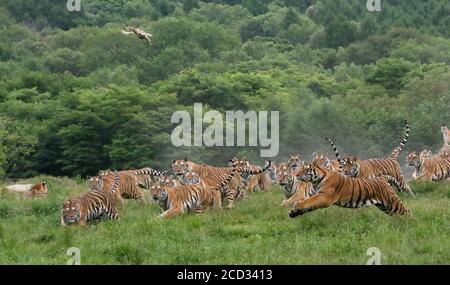 Sibirische Tiger laufen im Wald im Hengdaohezi Siberian Tiger Park, der größten wilden sibirischen Tiger Zucht und Aufwilderbasis in der W Stockfoto