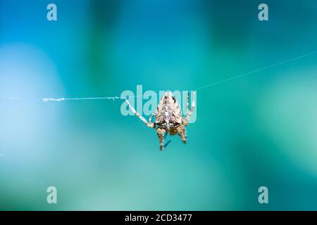 Makroaufnahme einer europäischen Gartenspinne (Kreuzspinne Araneus diadematus) Sitzt auf dem Netz in weichen blauen Hintergrund Stockfoto
