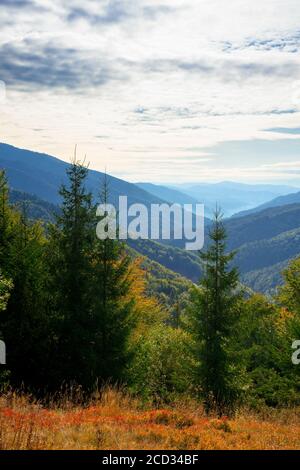 Fichtenwald auf der Bergwiese. Buntes Gras im Herbst. Hügel Rollen in die Ferne. wolkiger Tag Stockfoto