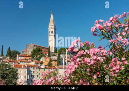 Rovinjer Kirche St. Euphemia über rosa Blüten Stockfoto