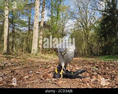 Eurasischer Sparrowhawk Accipiter nisus Weibchen auf Schwarzvogel Nord Norfolk Winter Stockfoto