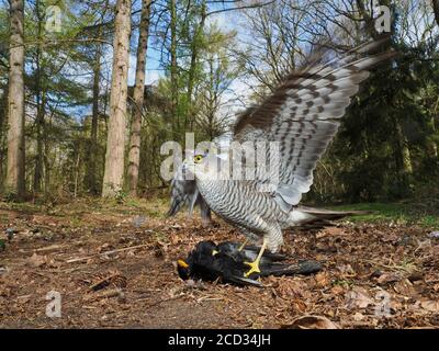 Eurasischer Sparrowhawk Accipiter nisus Weibchen auf Schwarzvogel Nord Norfolk Winter Stockfoto