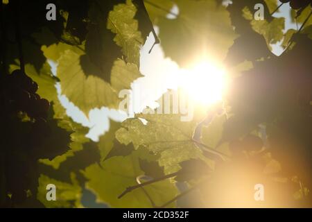 Trauben von grünen Trauben hängen an der Rebe, beleuchtet von den Strahlen der Sonne. Selektive Fokus und Unschärfe Stockfoto