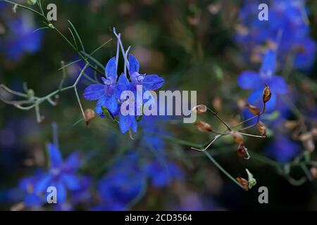 Consolidata regalis, forking larkspur, Rakete-larkspur, und Feld larkspur lila kleinen Blüten auf dem Feld. Stockfoto