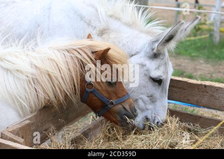 Pony Pferd und Esel essen Heu im Sommer corral dazwischen Das Heu, das zum Essen ausgelegt wurde Stockfoto