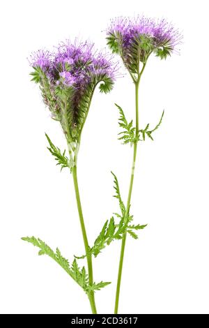 Phacelia Blume isoliert auf weißem Hintergrund mit voller Tiefenschärfe Stockfoto