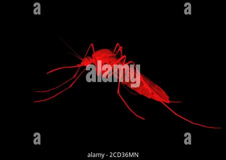 Moskito Red Danger Concept - Encephalitis, Gelbfieber, Malaria-Krankheit, Mayaro oder Zika Virus infizierten Parasiten Insekt isoliert auf schwarzem Hintergrund Stockfoto