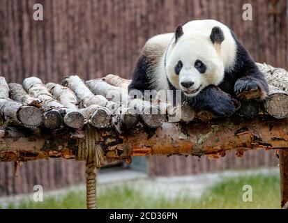 Ein Panda ist abgebildet, der selbst beim Jiawuchi spielt Naturschutzgebiet im Jiuzhai Valley National Park in Aba Tibetisch Und der autonomen Präfektur Qiang in Stockfoto