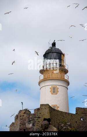 Tölpel wirbeln um den Leuchtturm herum Stockfoto