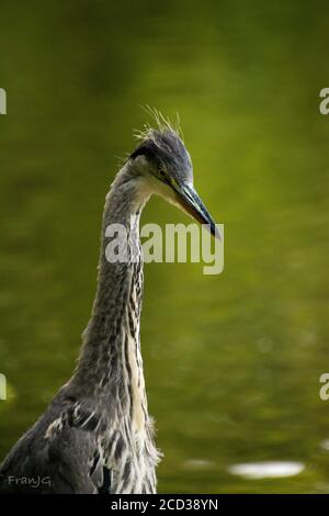 Young-Heron Angeln Stockfoto