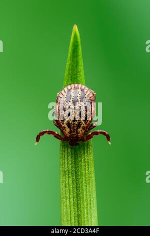 Enzephalitis Tick Insekt kriecht auf grünem Gras. Enzephalitis Virus oder Lyme-Borreliose Infektiöse Dermacentor Tick Arachnid Parasit Makro. Stockfoto