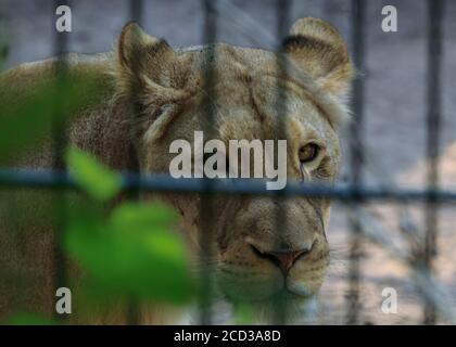 African leo Augenkontakt mit Ihnen, große Katze Tier im Käfig im Zoo von Riga Stockfoto