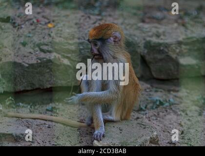 Braune flauschige Affen, die Äste fressen und im Käfig sitzen, Primat des Rigaer Zoos Stockfoto