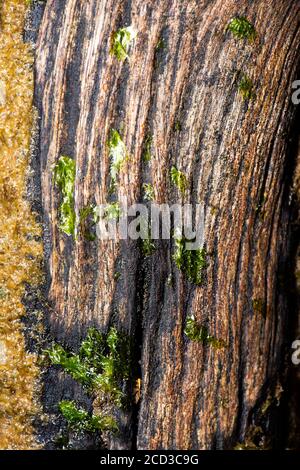 Detaillierte Nahaufnahme von verrotteten Hölzern am Strand von Woody Point, Queensland. Stockfoto